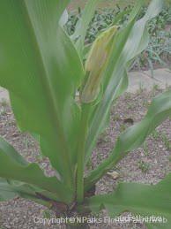 augmented_Crinum asiaticum leaf2_contrast_dec.jpeg